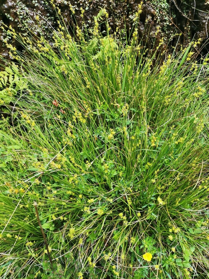 Star Sedge photo 5