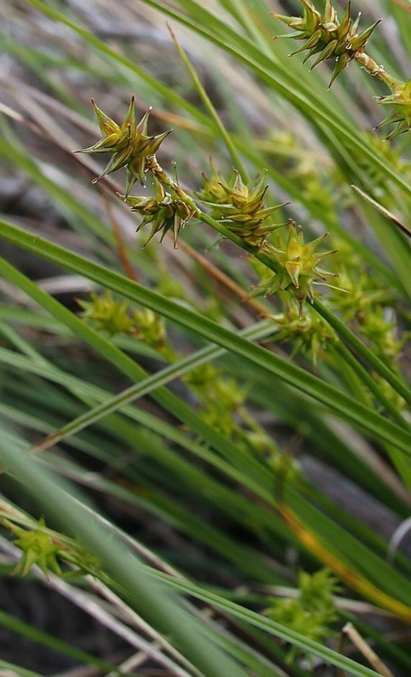 Star Sedge photo 6