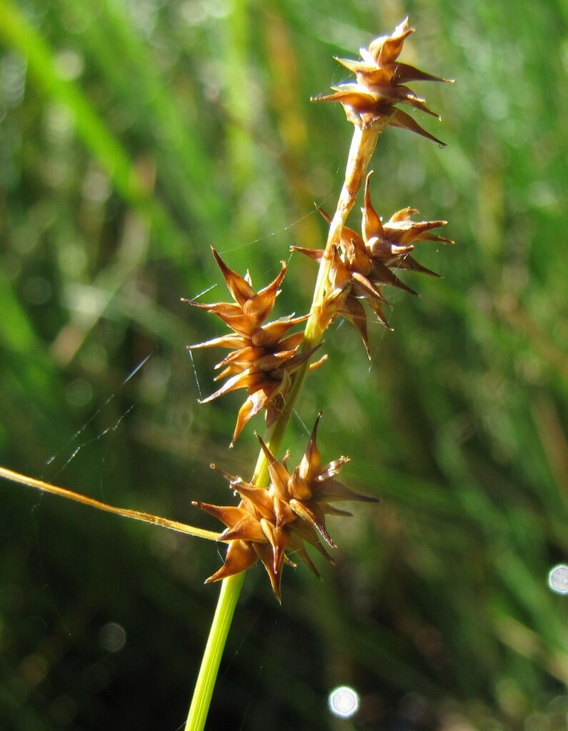 Star Sedge photo 7