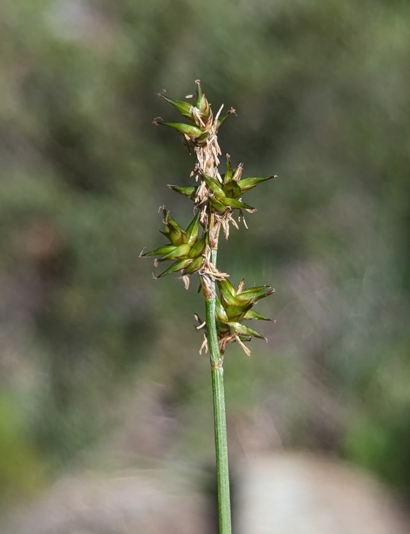 Carex echinata subsp. echinata