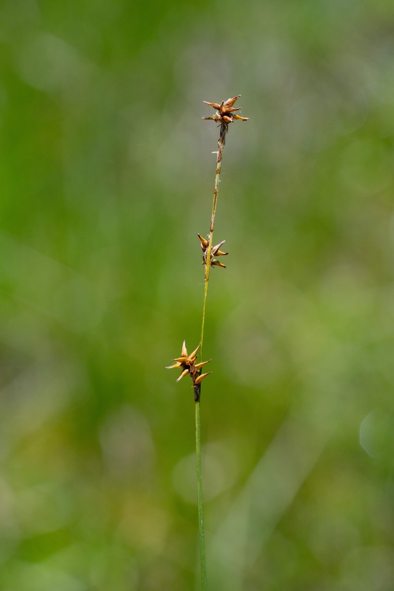 Carex echinata subsp. echinata photo 3