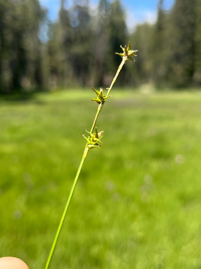 Carex echinata subsp. echinata photo 4