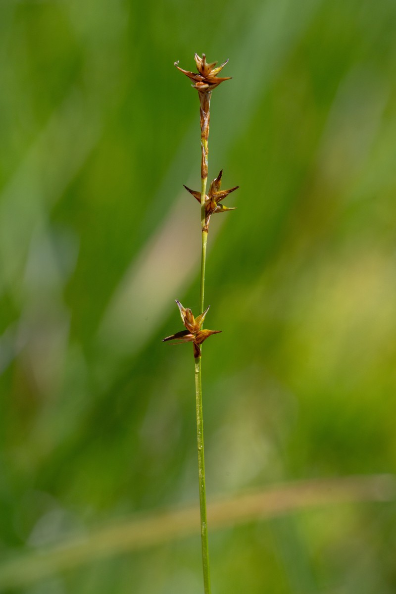 Carex echinata subsp. echinata photo 5