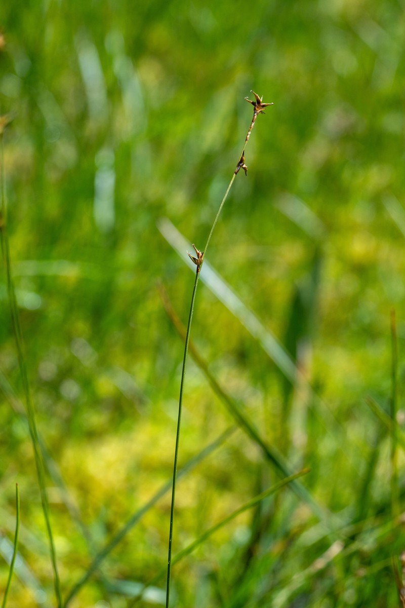 Carex echinata subsp. echinata photo 6