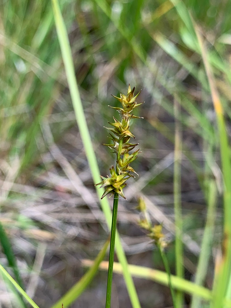 Carex echinata subsp. echinata photo 8