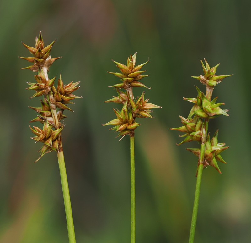Carex echinata subsp. phyllomanica