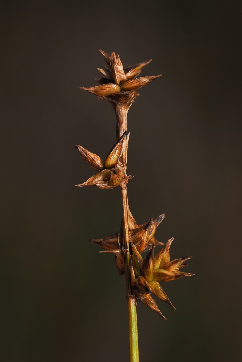 Carex echinata subsp. phyllomanica photo 2