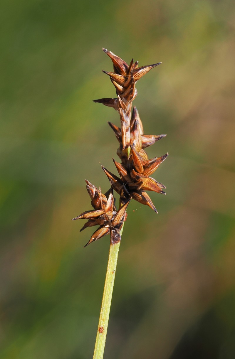 Carex echinata subsp. phyllomanica photo 3