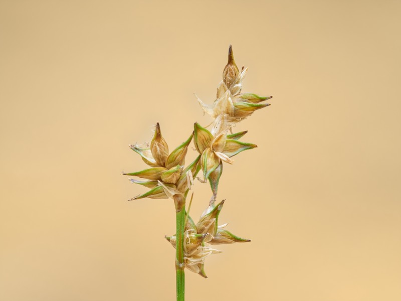 Carex echinata subsp. phyllomanica photo 4