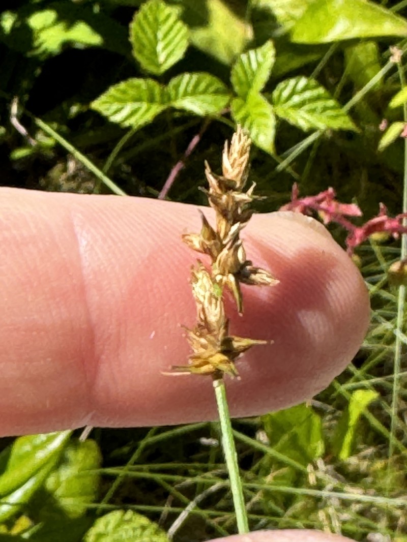 Carex echinata subsp. phyllomanica photo 5