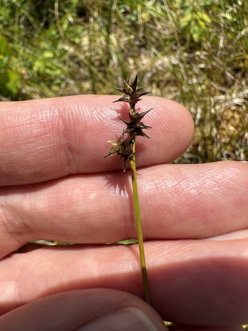 Carex echinata subsp. phyllomanica photo 6