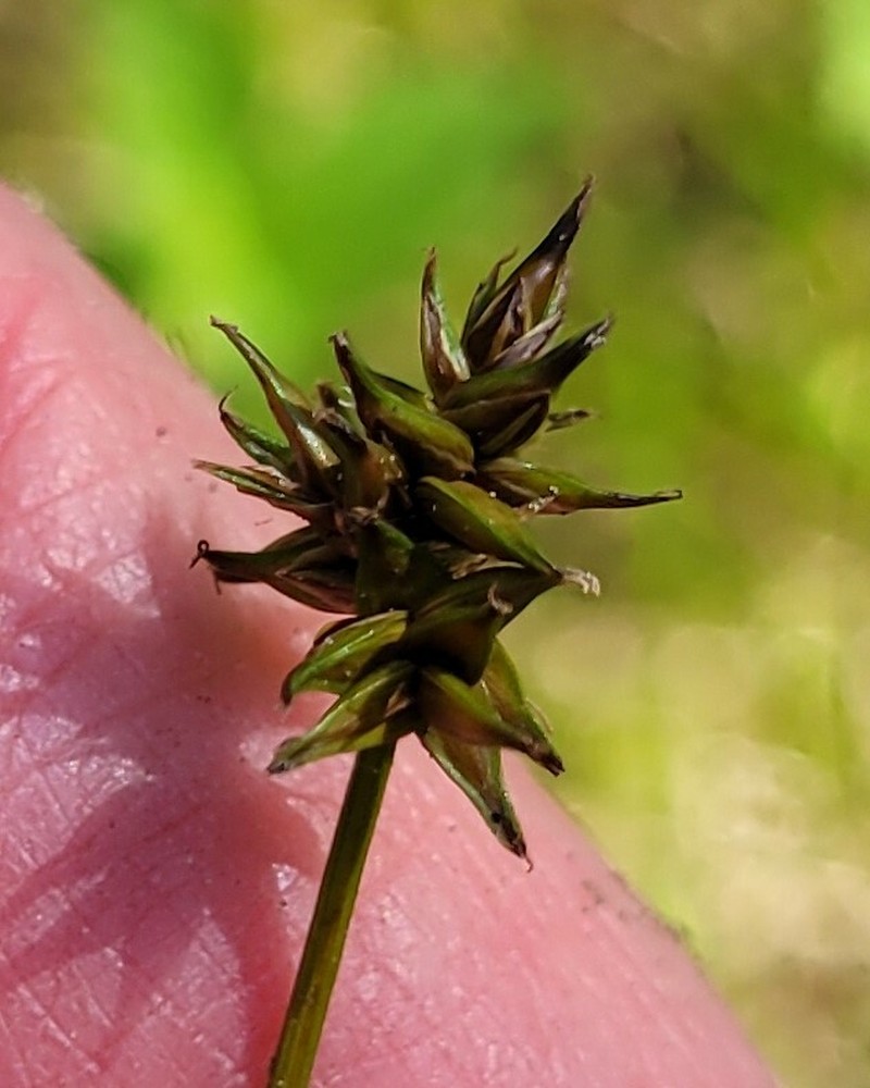 Carex echinata subsp. phyllomanica photo 7