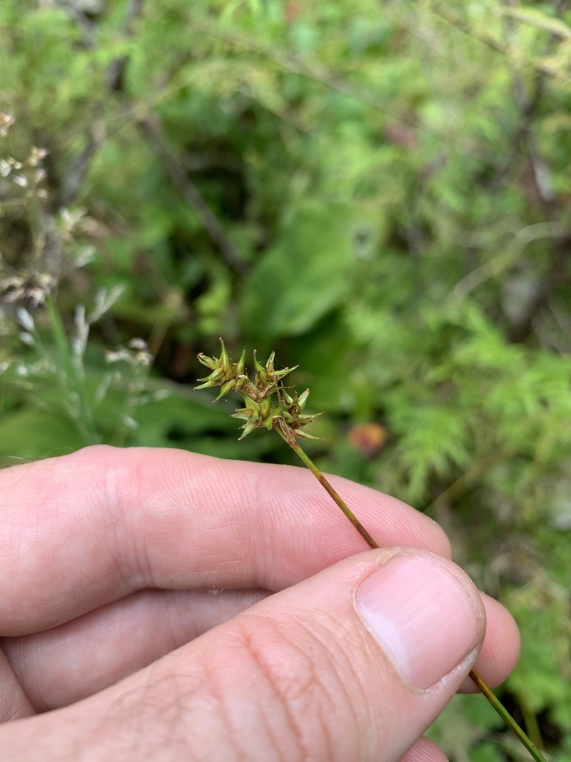 Carex echinata subsp. phyllomanica photo 8