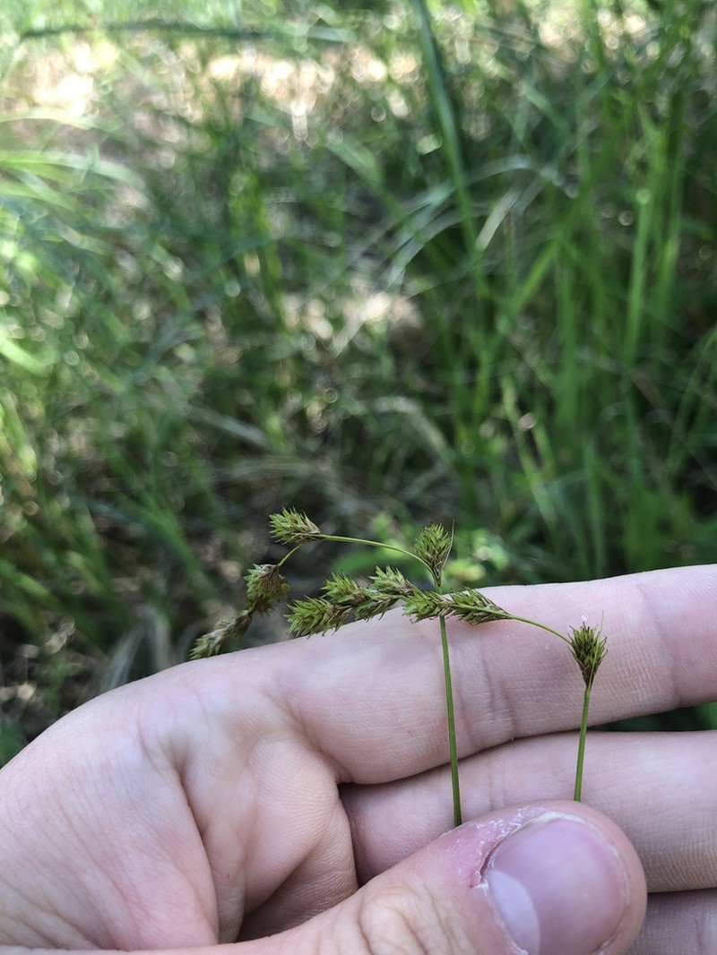 Carex echinodes photo 2