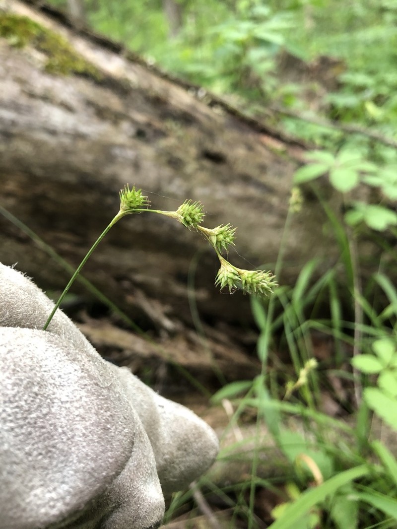 Carex echinodes photo 3