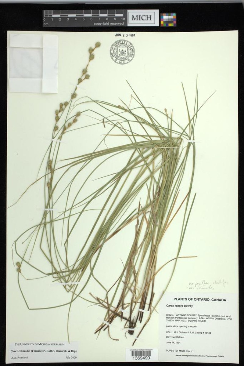 Carex echinodes photo 4