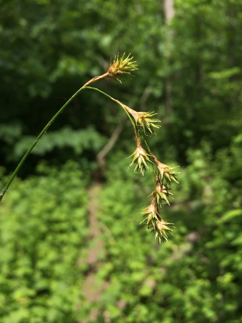 Carex echinodes photo 5