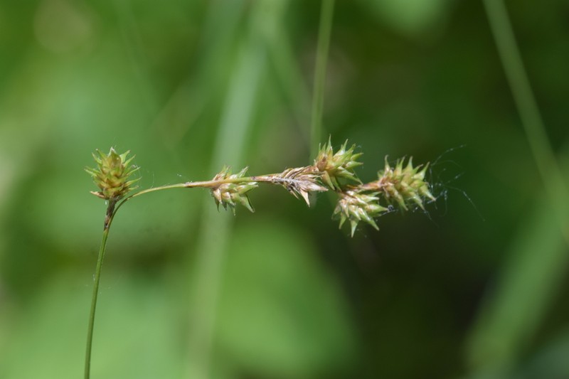 Carex echinodes photo 6