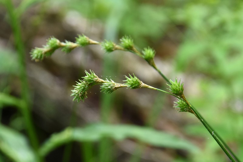Carex echinodes photo 7