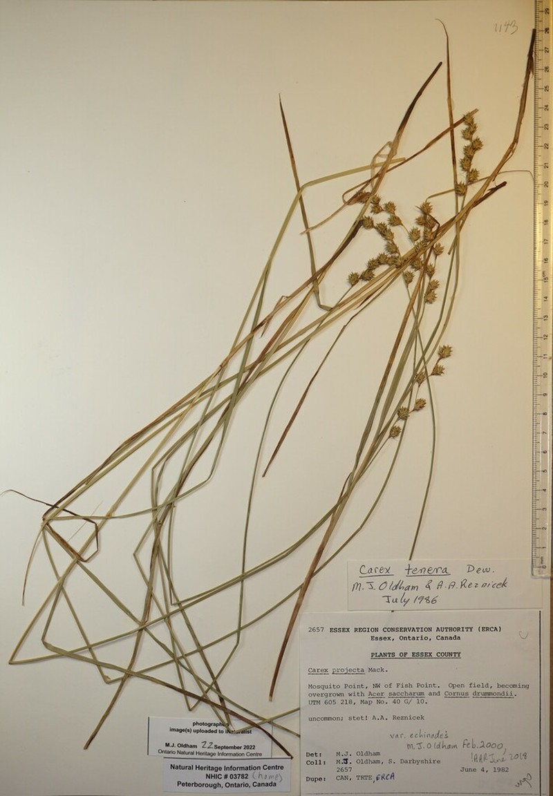 Carex echinodes photo 8