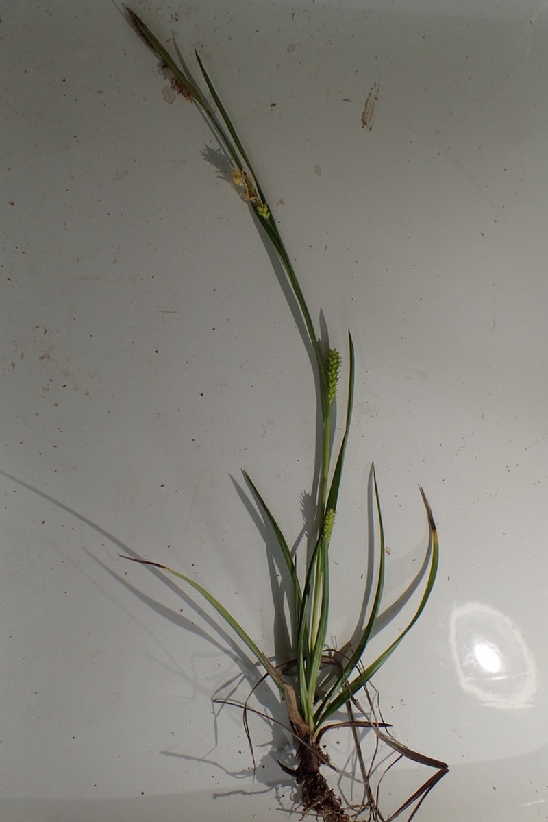 Edwards Plateau Sedge