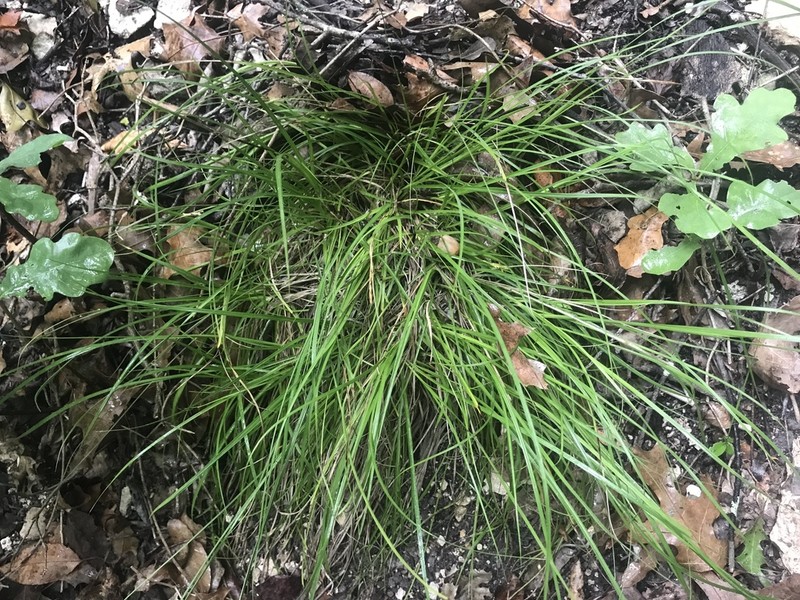 Edwards Plateau Sedge photo 2