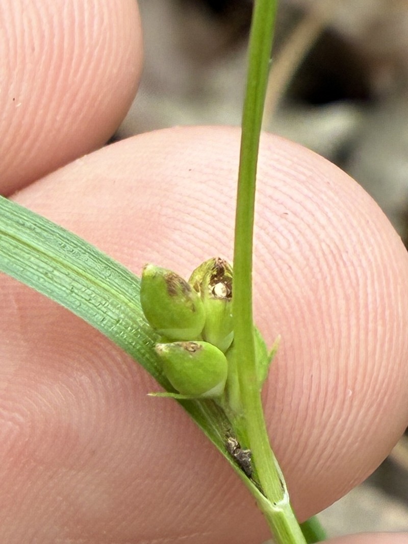 Edwards Plateau Sedge photo 4
