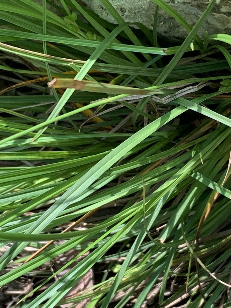 Edwards Plateau Sedge photo 5