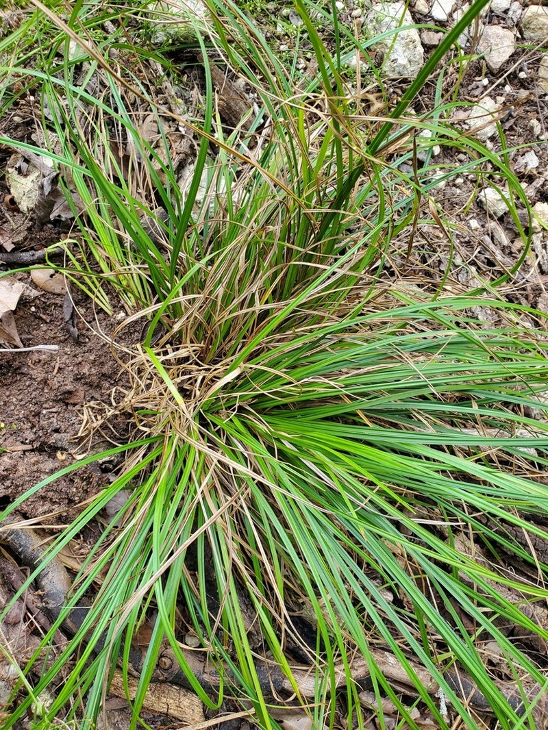 Edwards Plateau Sedge photo 6