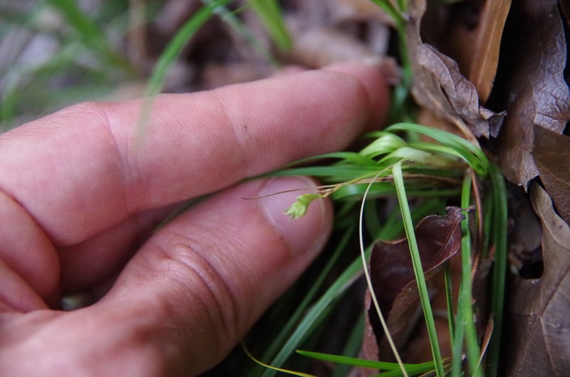 Edwards Plateau Sedge photo 7