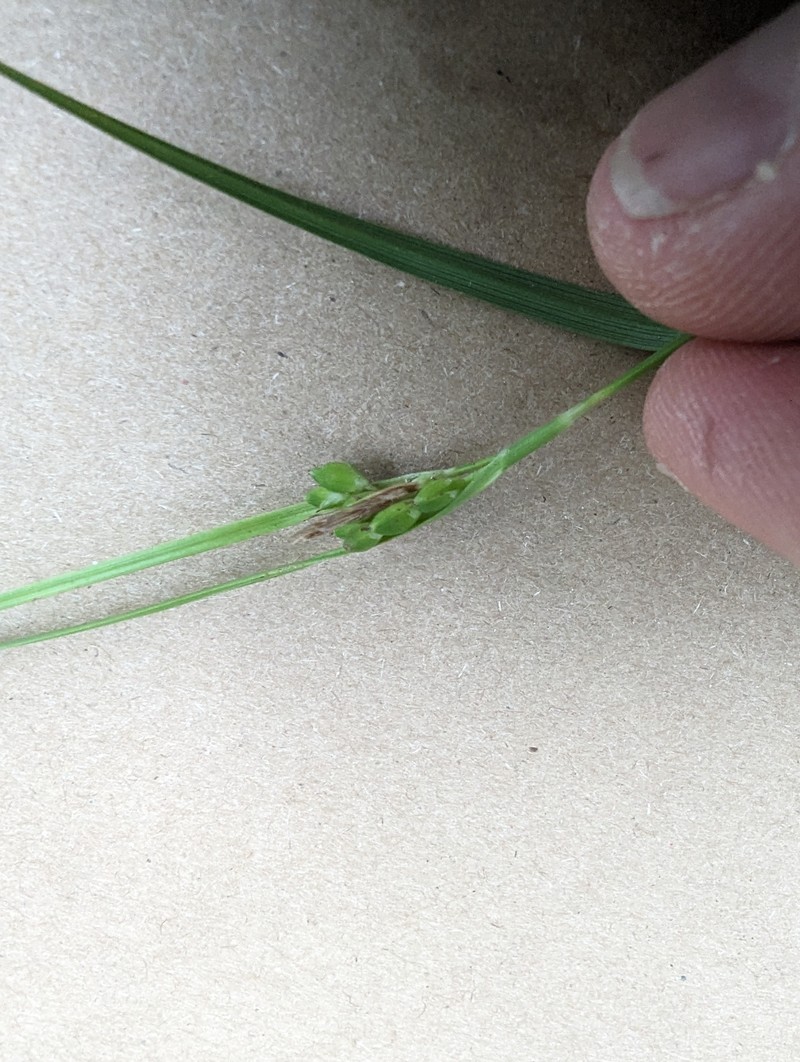 Edwards Plateau Sedge photo 8