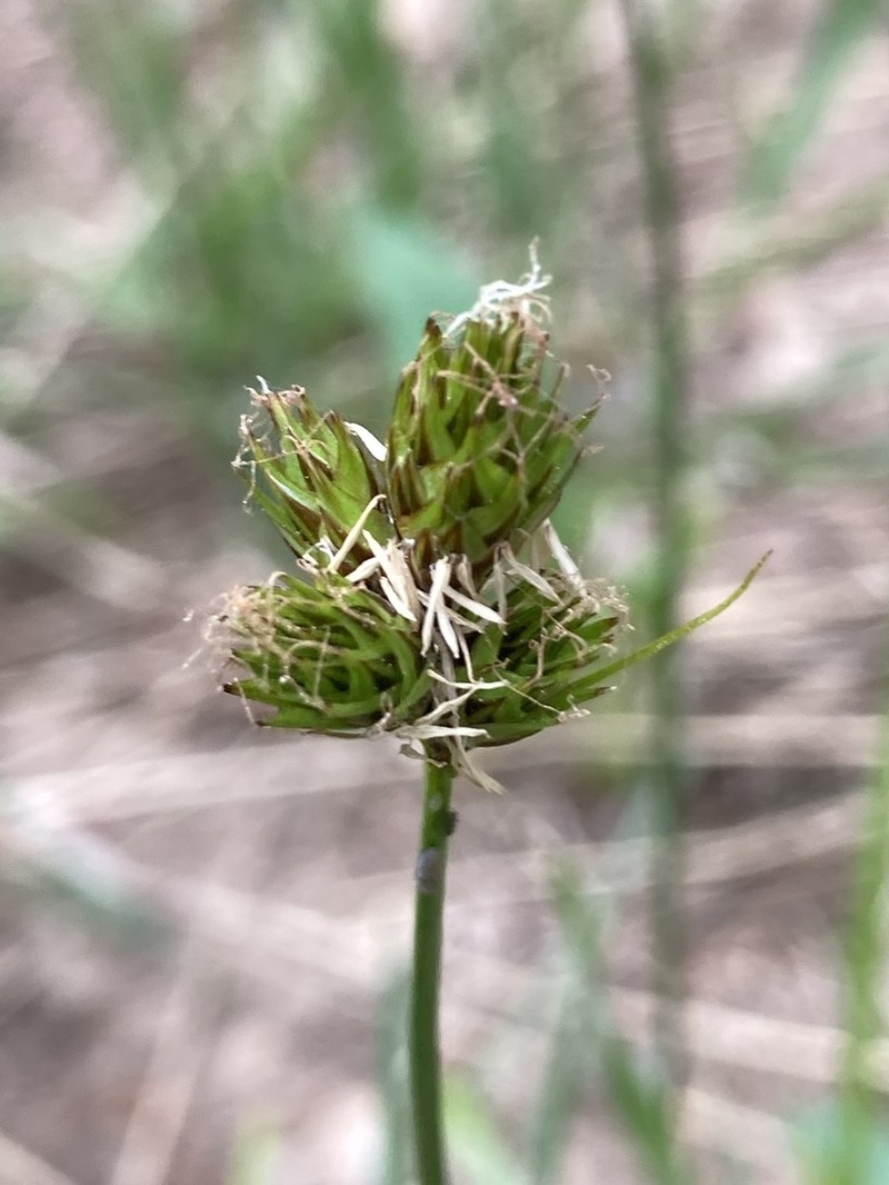 Eggleston's Sedge photo 2