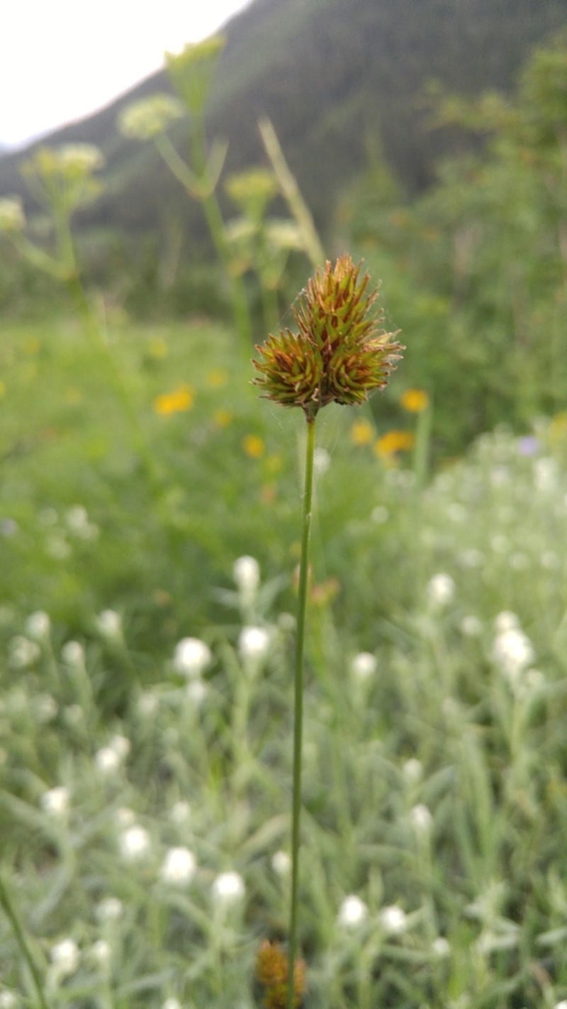 Eggleston's Sedge photo 3