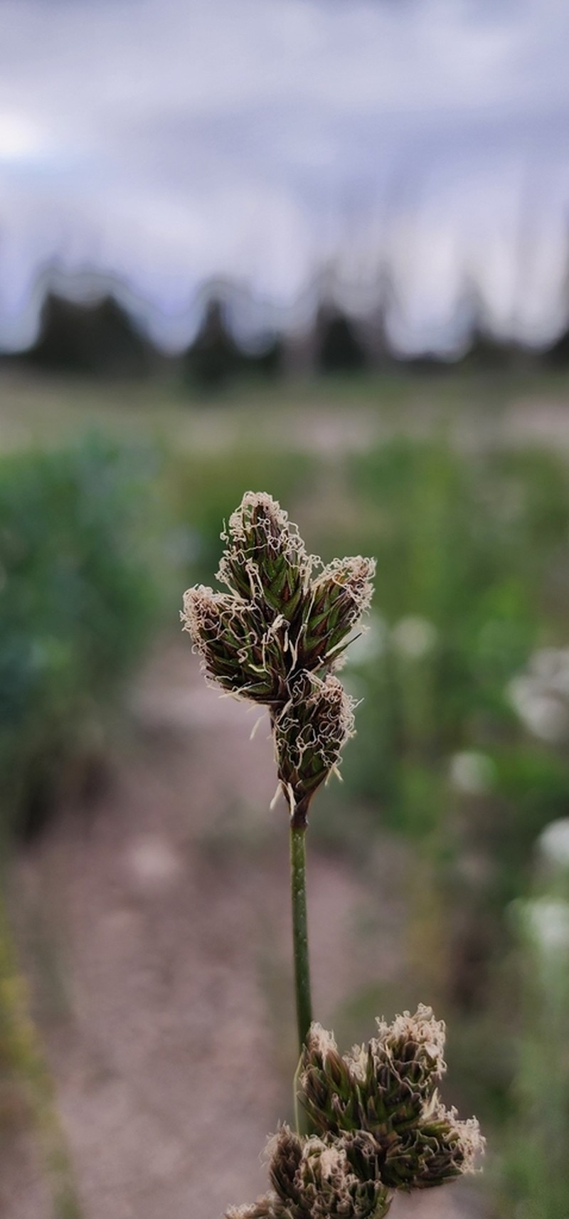 Eggleston's Sedge photo 4