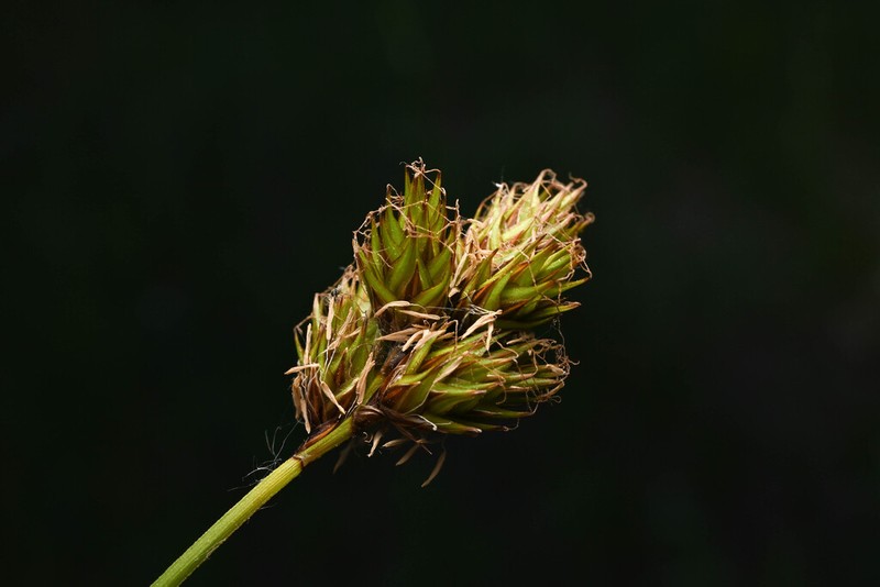 Eggleston's Sedge photo 5
