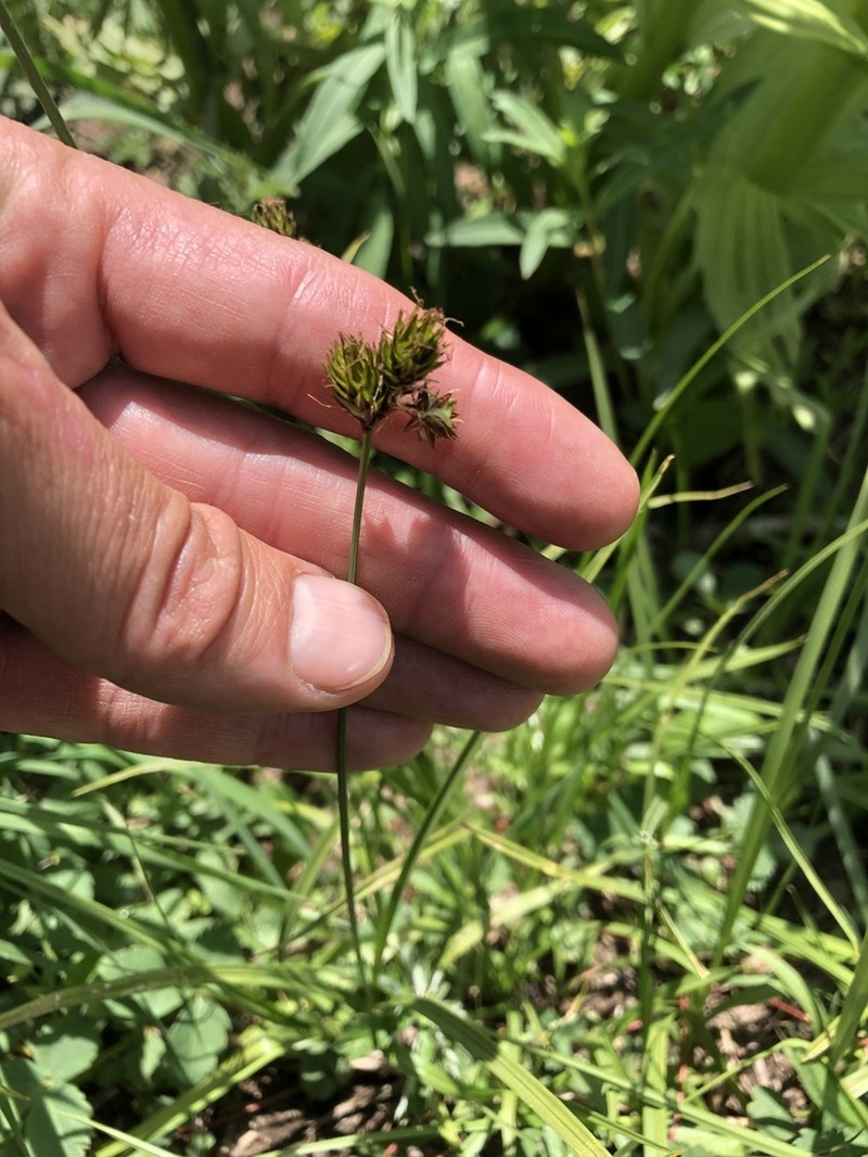 Eggleston's Sedge photo 6