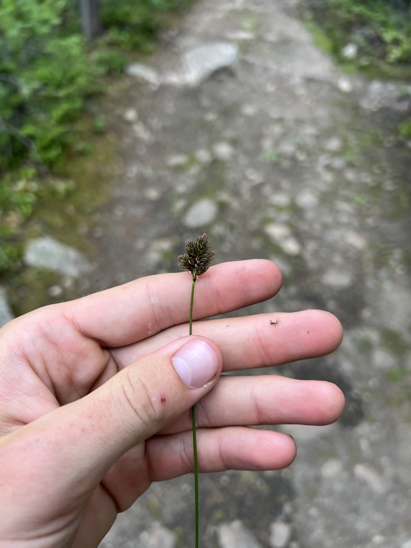 Eggleston's Sedge photo 8