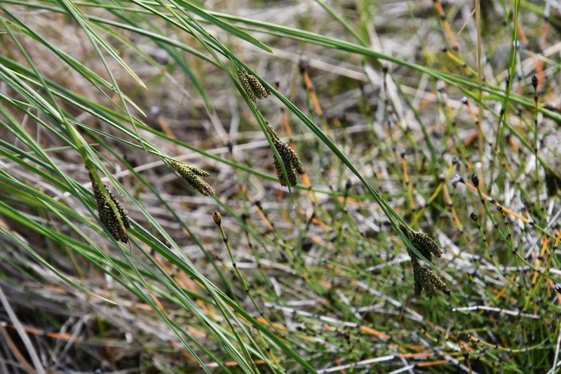 Goosegrass Sedge