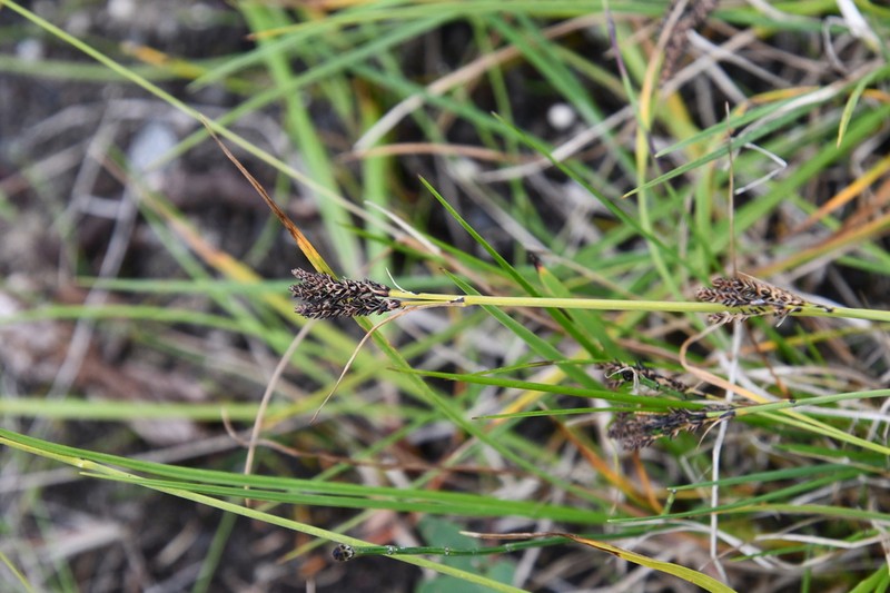 Goosegrass Sedge photo 2