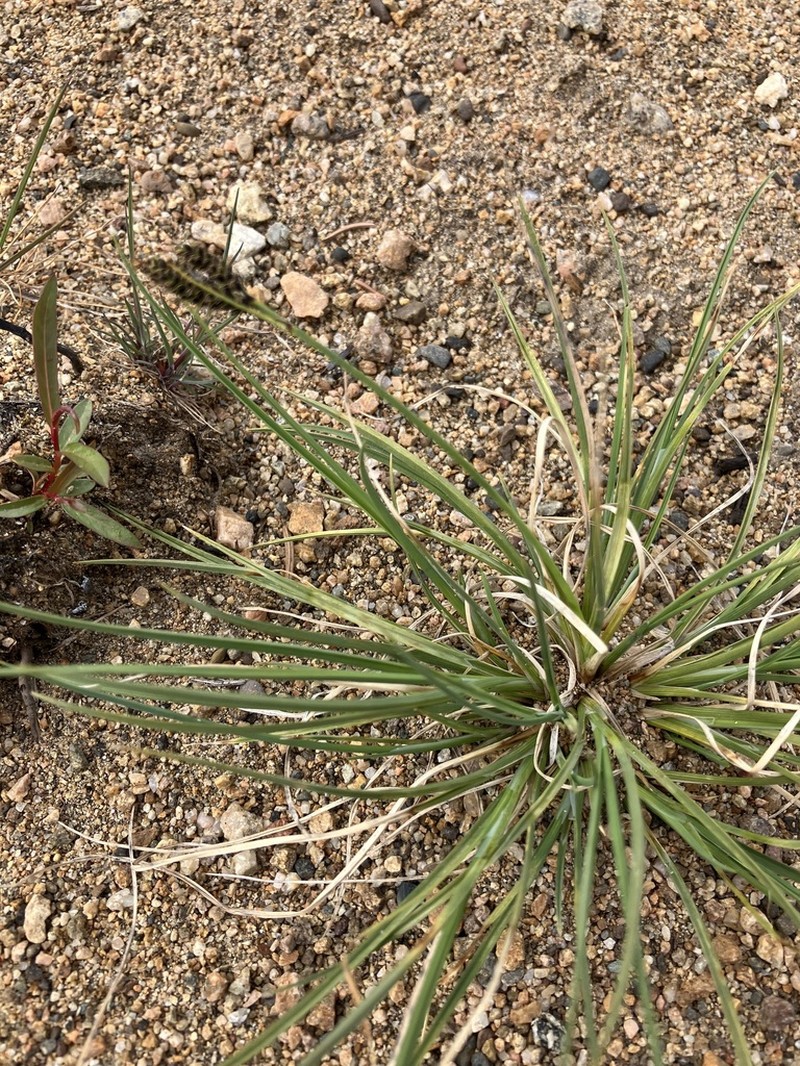 Goosegrass Sedge photo 3