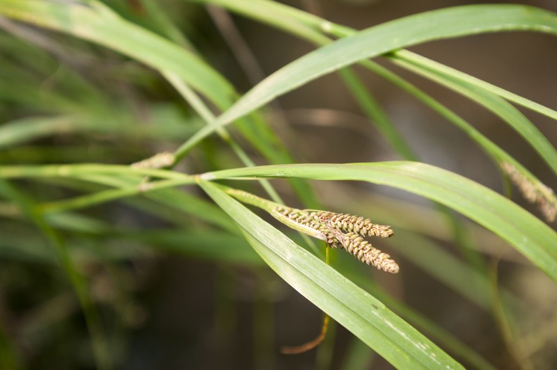 Goosegrass Sedge photo 4