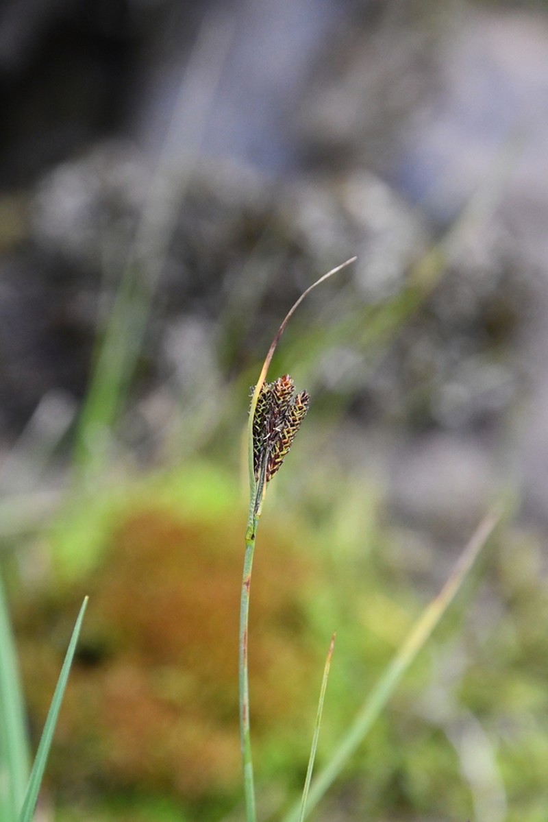 Goosegrass Sedge photo 5