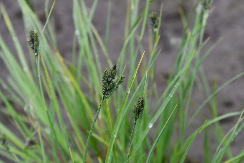 Goosegrass Sedge photo 6