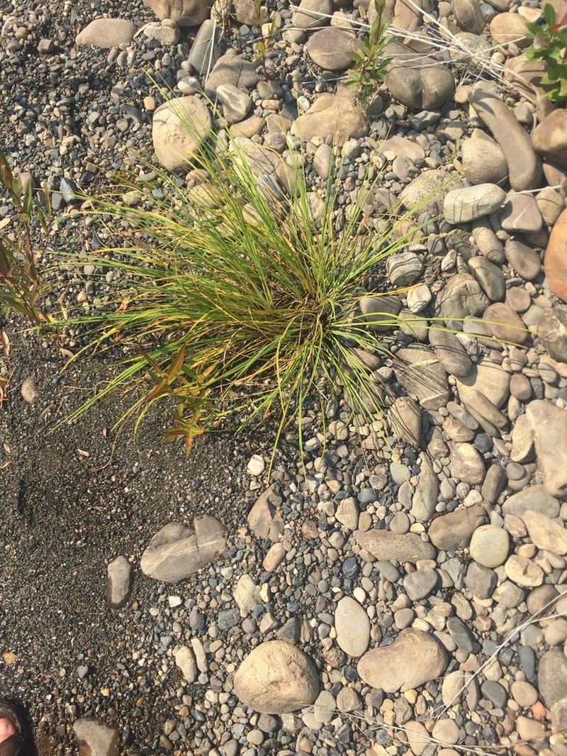 Goosegrass Sedge photo 7
