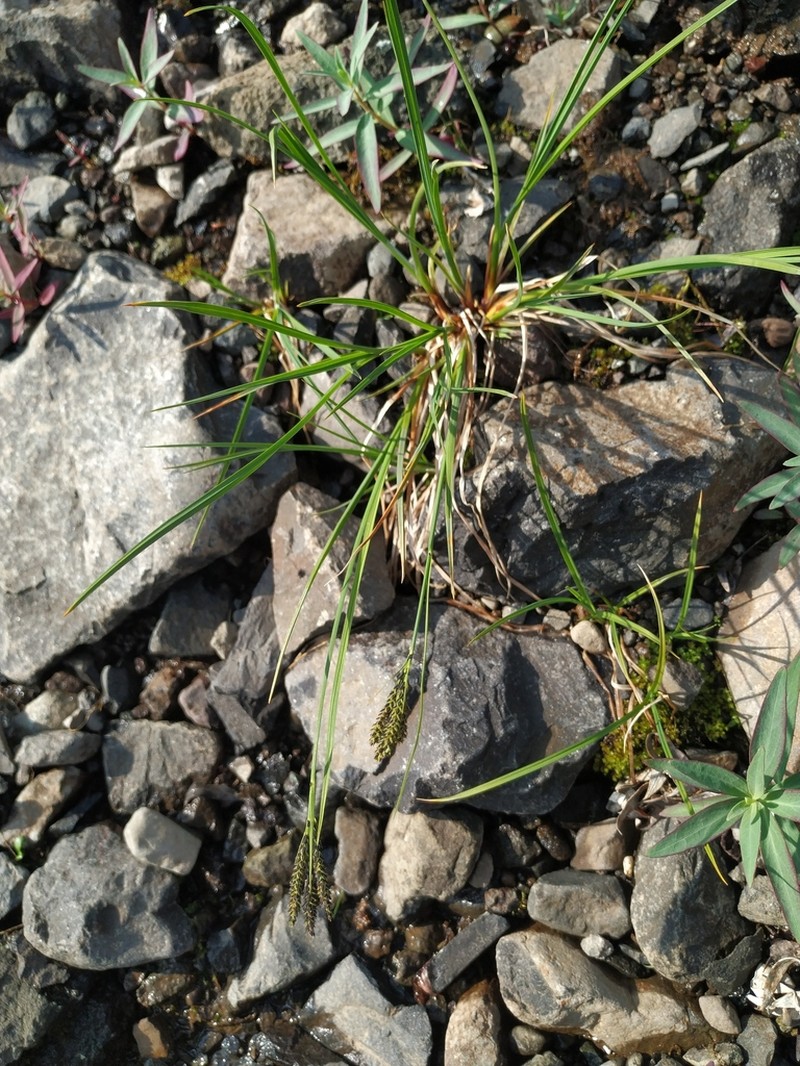 Goosegrass Sedge photo 8