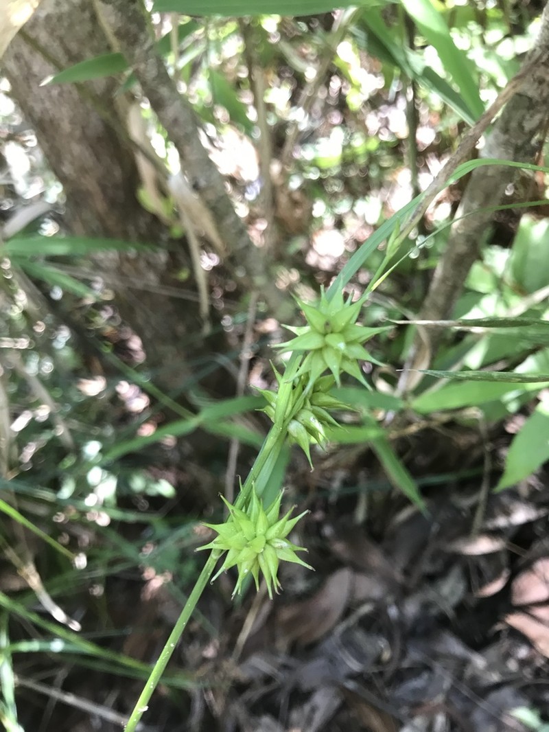 Elliott's Sedge