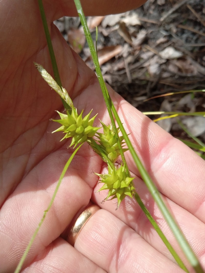 Elliott's Sedge photo 2