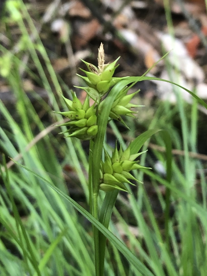Elliott's Sedge photo 3