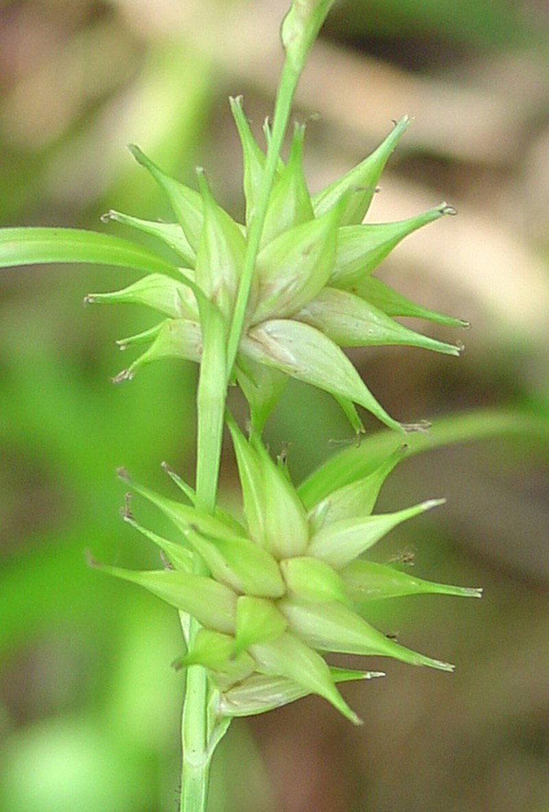 Elliott's Sedge photo 4