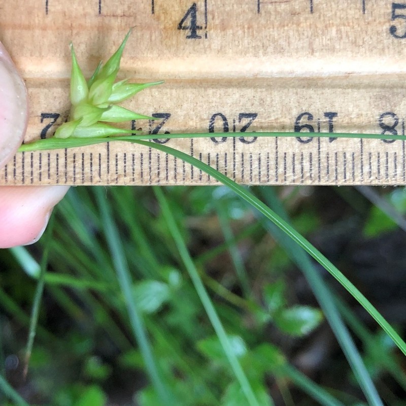 Elliott's Sedge photo 5